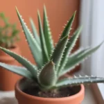 Aloe Vera Plant in a Pot