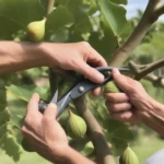 Fig Tree Pruning