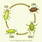 Lovebug Life Cycle