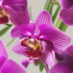 orchid bloom