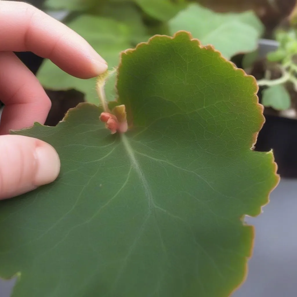 Reis Begonia Propagation