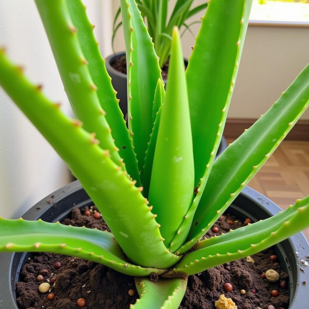 Caring for an aloe vera plant