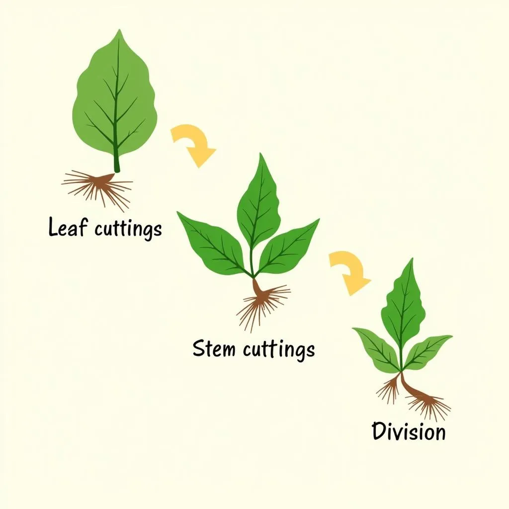 Different Methods of Begonia Propagation