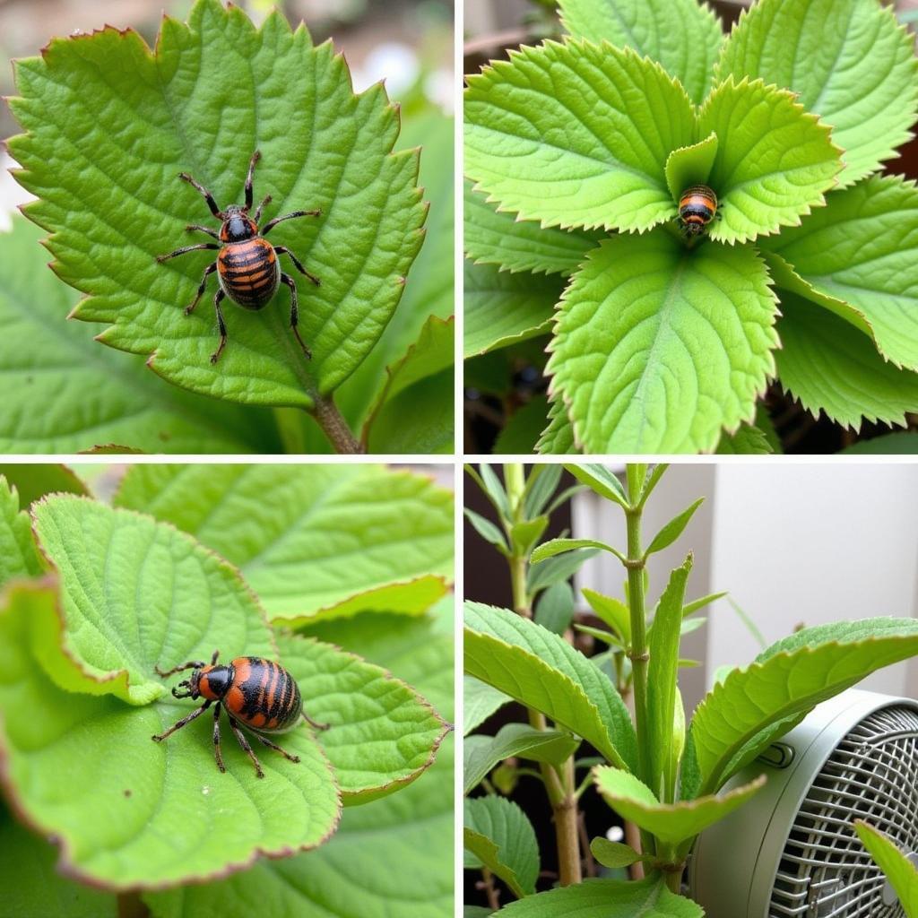 Close-up of common croton pests and diseases, along with solutions like insecticidal soap and proper air circulation.