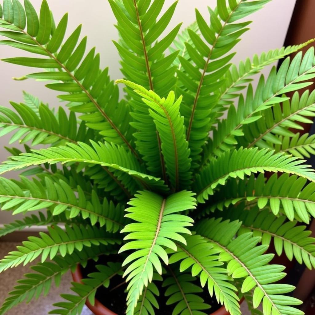 Thriving Fern in Ideal Conditions