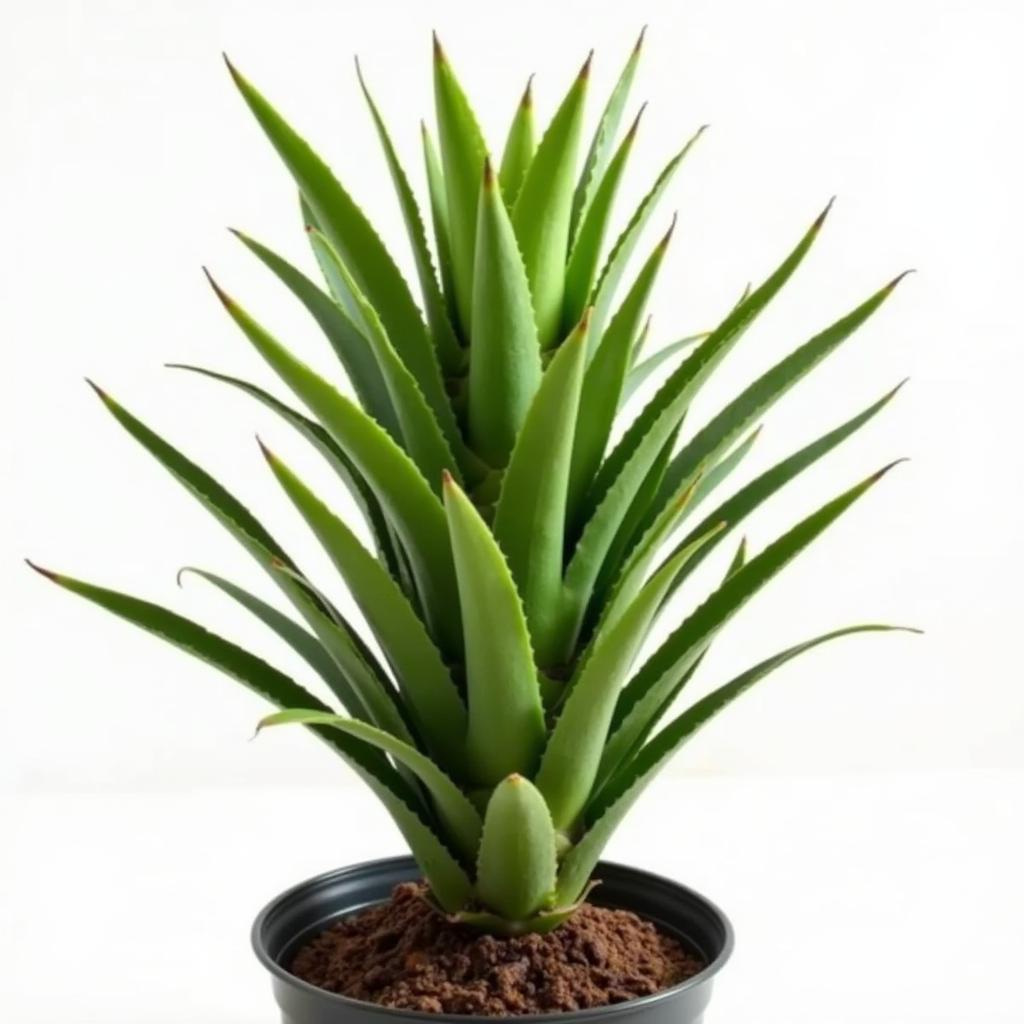 Healthy Pineapple Plant Growing in a Pot