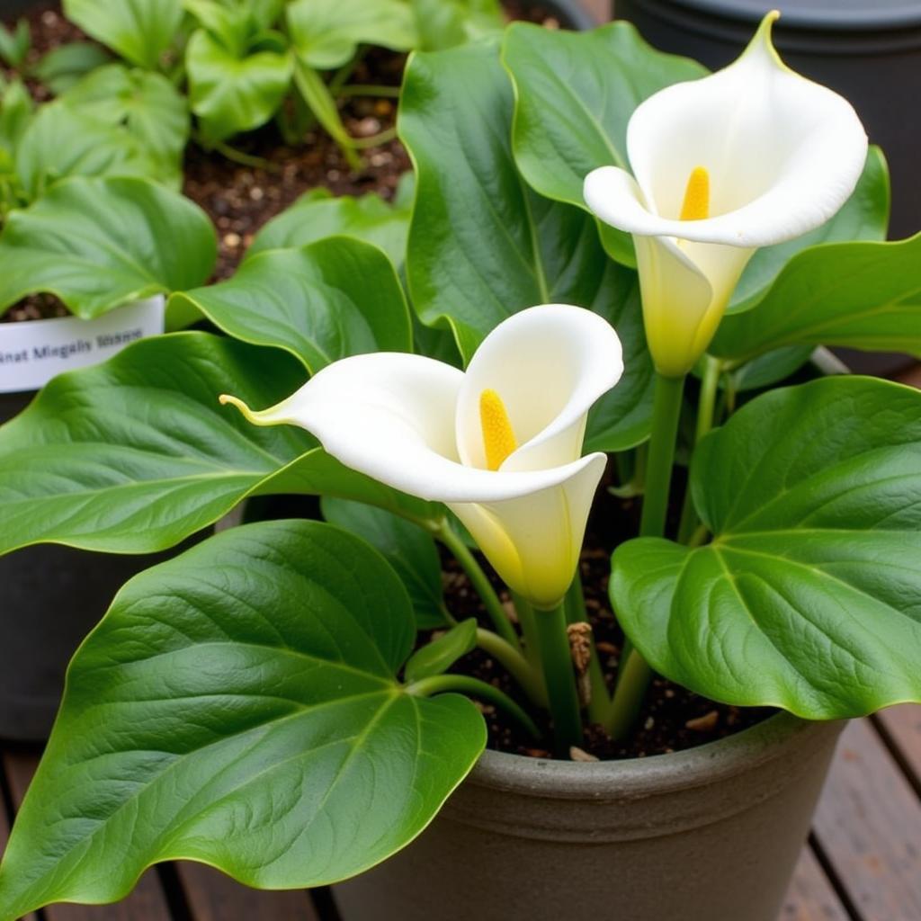 Potted Calla Lily Care: Choosing the Right Pot and Soil