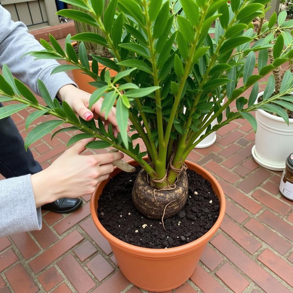 Repotting a Parlor Palm